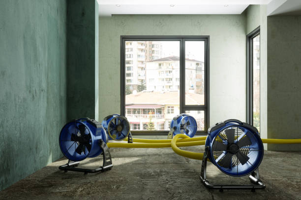Best Mold removal after water damage  in Inwood, NY